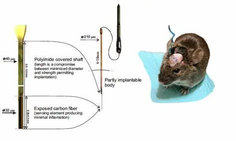 Carbon fiber electrode mouse test.jpg