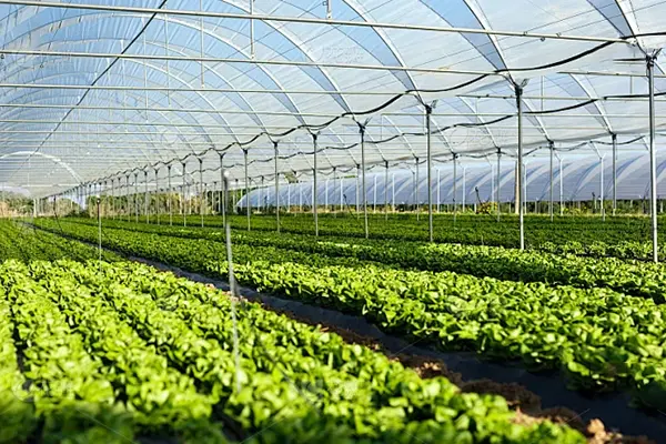 Greenhouse Support Frame