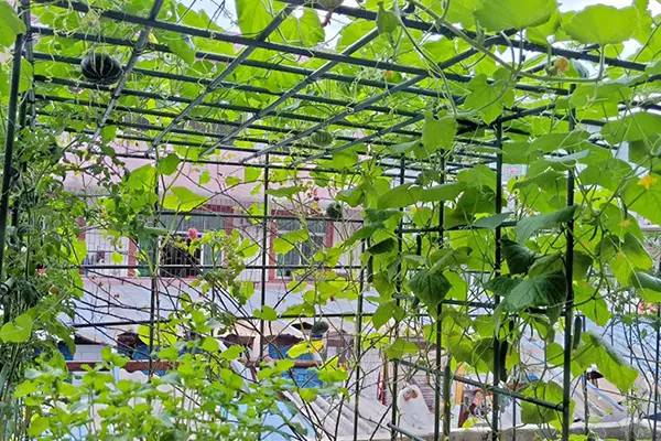 Vine Support Rod